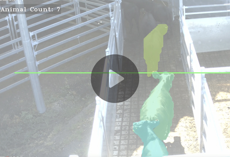 Physical Count of livestock using camera-based AI embedded in a Mobotix M73