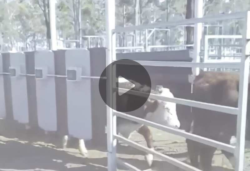 Electronic Identification Device (EID) capture using RFID string from race-mounted antenna with an API to push data from the scanner to the camera