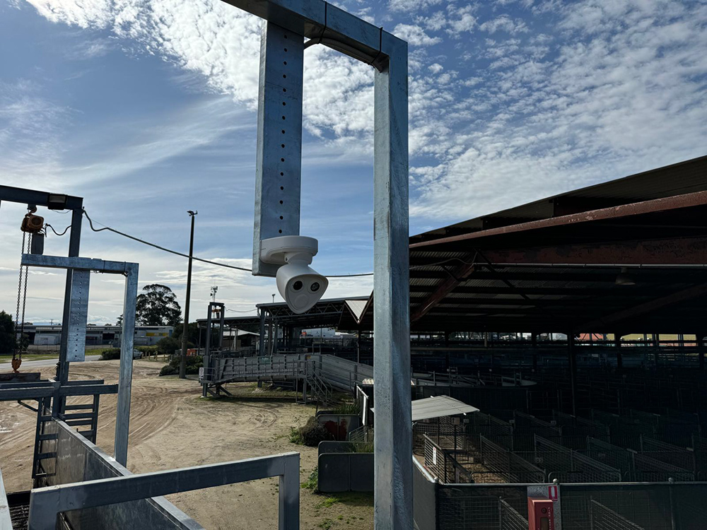 Livestock Track - Cattle Yards - Animal Counting Camera